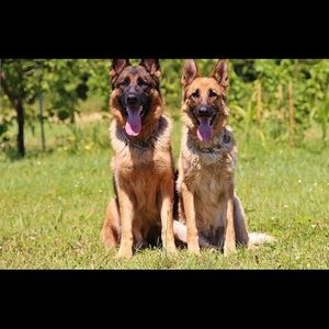 Meet your Posher, Marshall